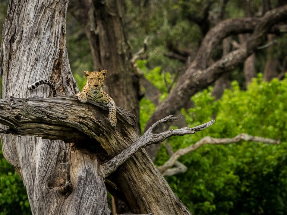 A leopard rests on a large, weathered tree branch, surrounded by lush green foliage gazes directly at the camera.