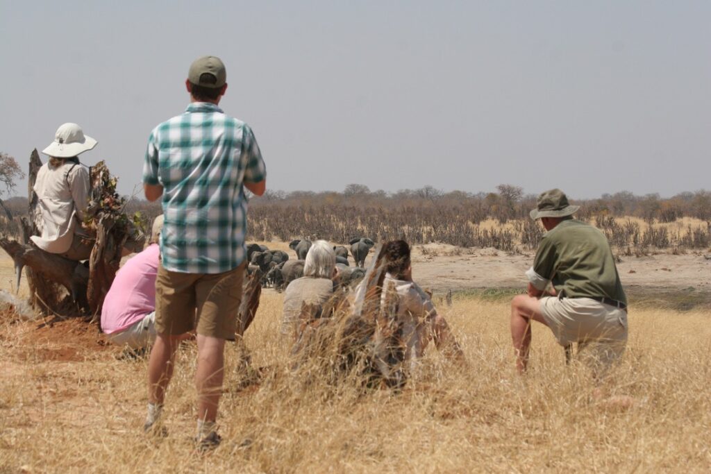 Travelers in casual safari attire crouch behind a guide in a golden plain, watching a herd of elephants in the distance.