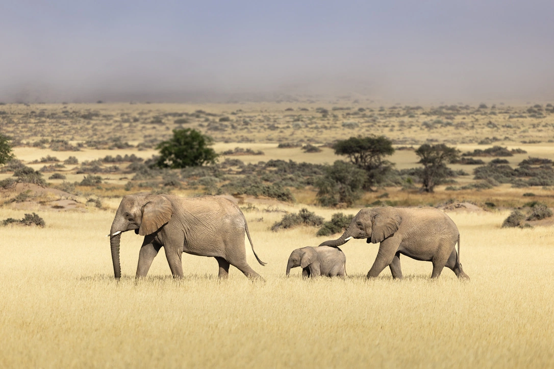Three elephants, including a calf, walk across a sunny savannah with golden grass, scattered trees, and a hazy sky.