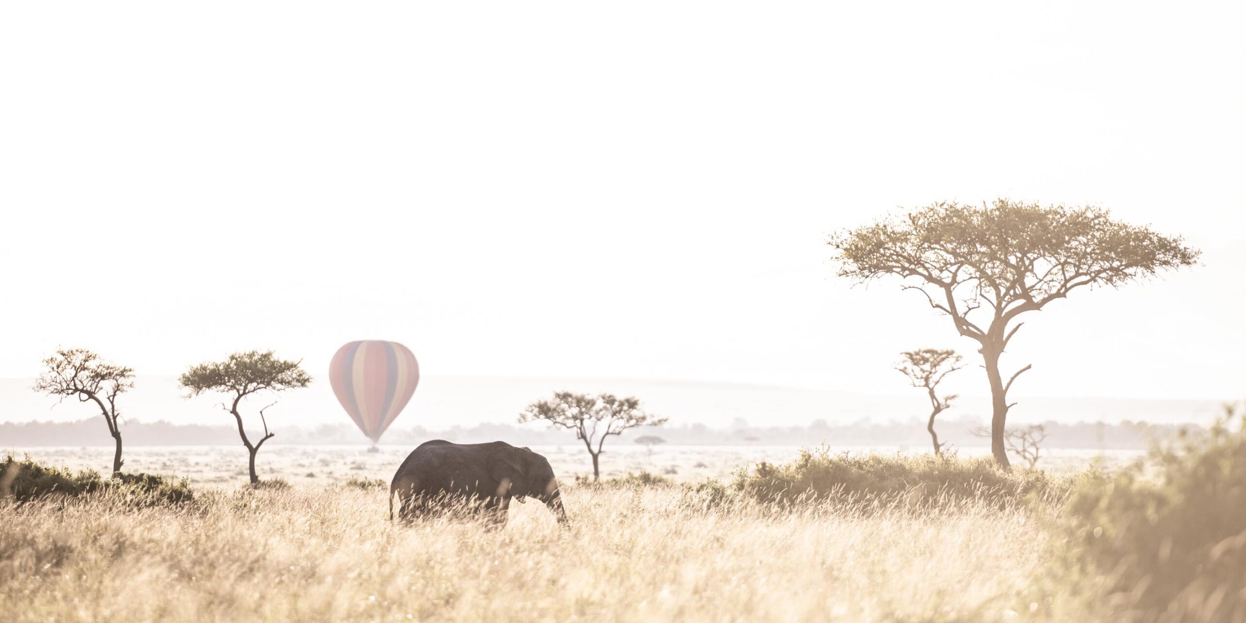 Field, Grassland, Nature