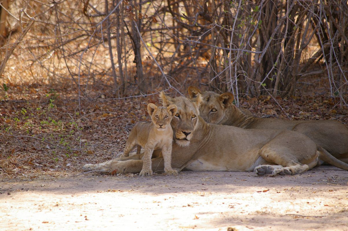 Family Safaris