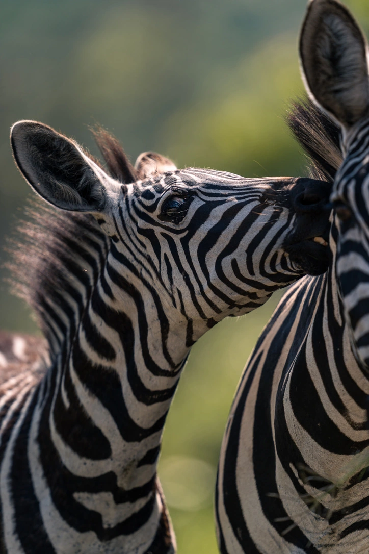 Close-up of a young zebra nuzzling its mother’s neck, their black and white stripes contrasting against a green background.