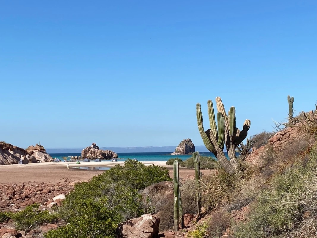 Desert landscape of Espiritu Santo Island with tall cacti in foreground, a beach, and vibrant blue ocean under clear sky.