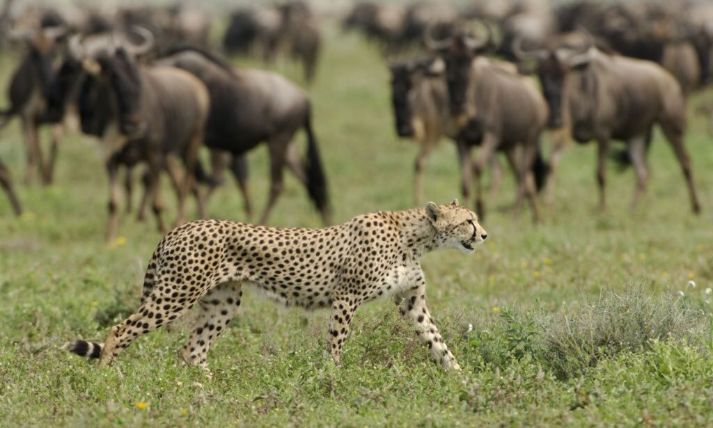 A cheetah strolls through a grassy plain, past a herd of wildebeest looking on.