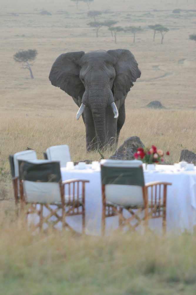 An elephant approaching a dining table set on a savanna with acacia trees of the Masai Mara dotting the background.