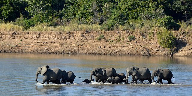 Herd of elephants with calves crossing the river in South Luangwa, Zambia, framed by forest and a dry, sandy riverbank.