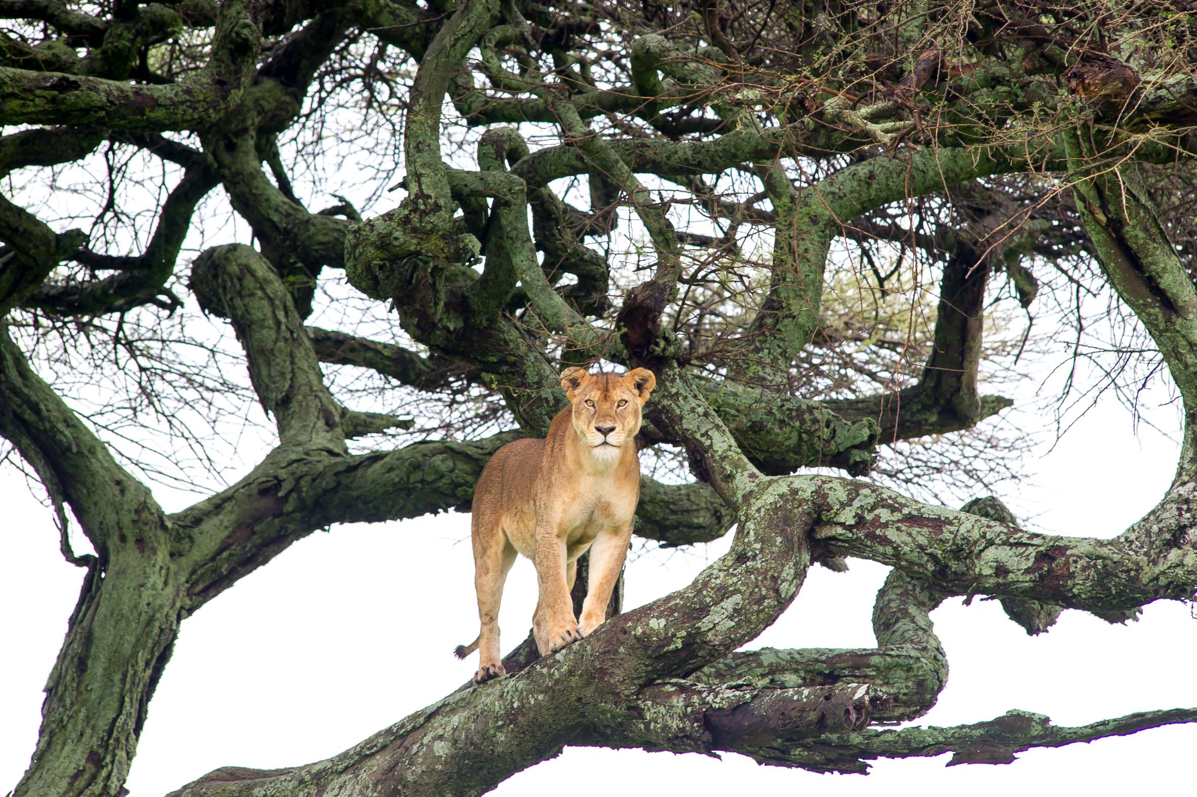 A lioness stands and stares intently at the camera from the vantage point of the gnarled branches of an acacia tree.