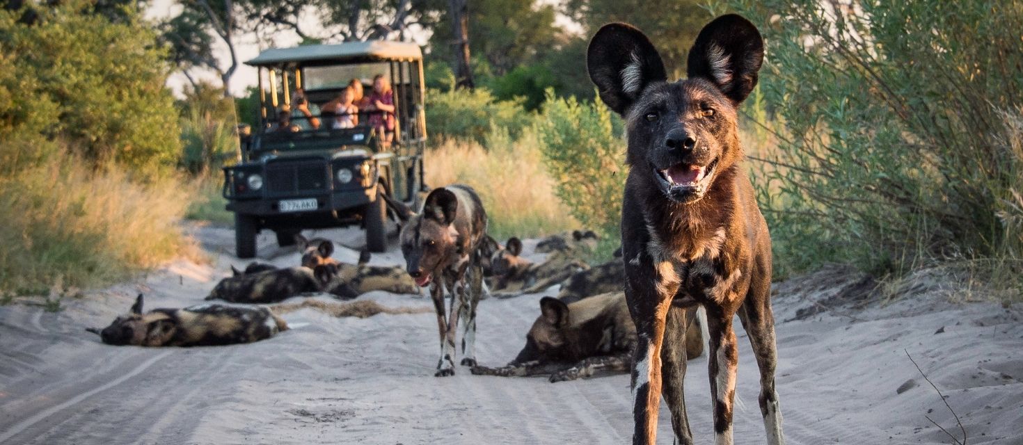 An African wild dog on a sandy road gazes with interest at the camera, with his pack lounging and a game drive vehicle in the background.