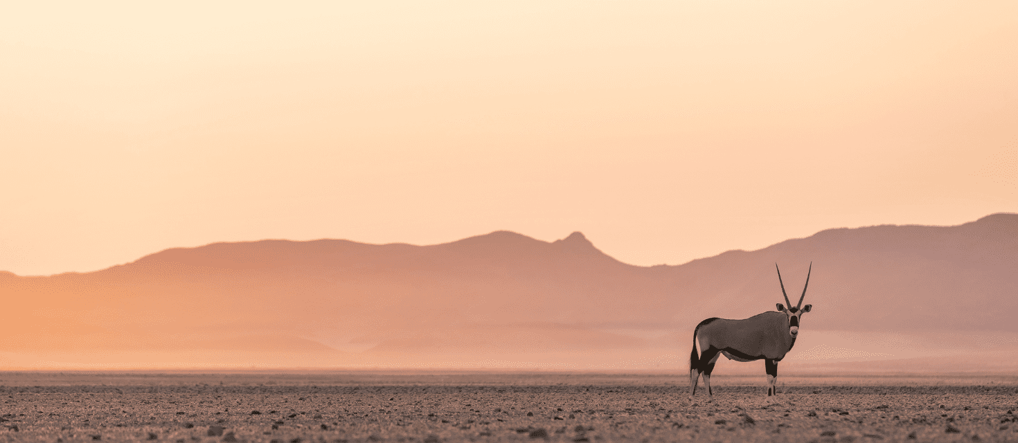 Namibian desert landscape at sunset with an Oryx (Gemsbok) gazing toward the camera, standing on a flat, rocky plain with mountains in the distance.
