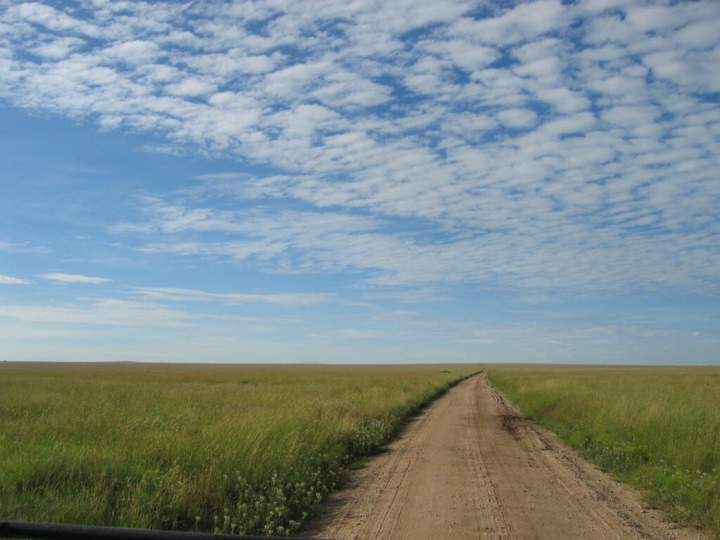 The endless flat plains of the Serengeti, bisected by a dirt road, under a blue sky dotted with clouds.