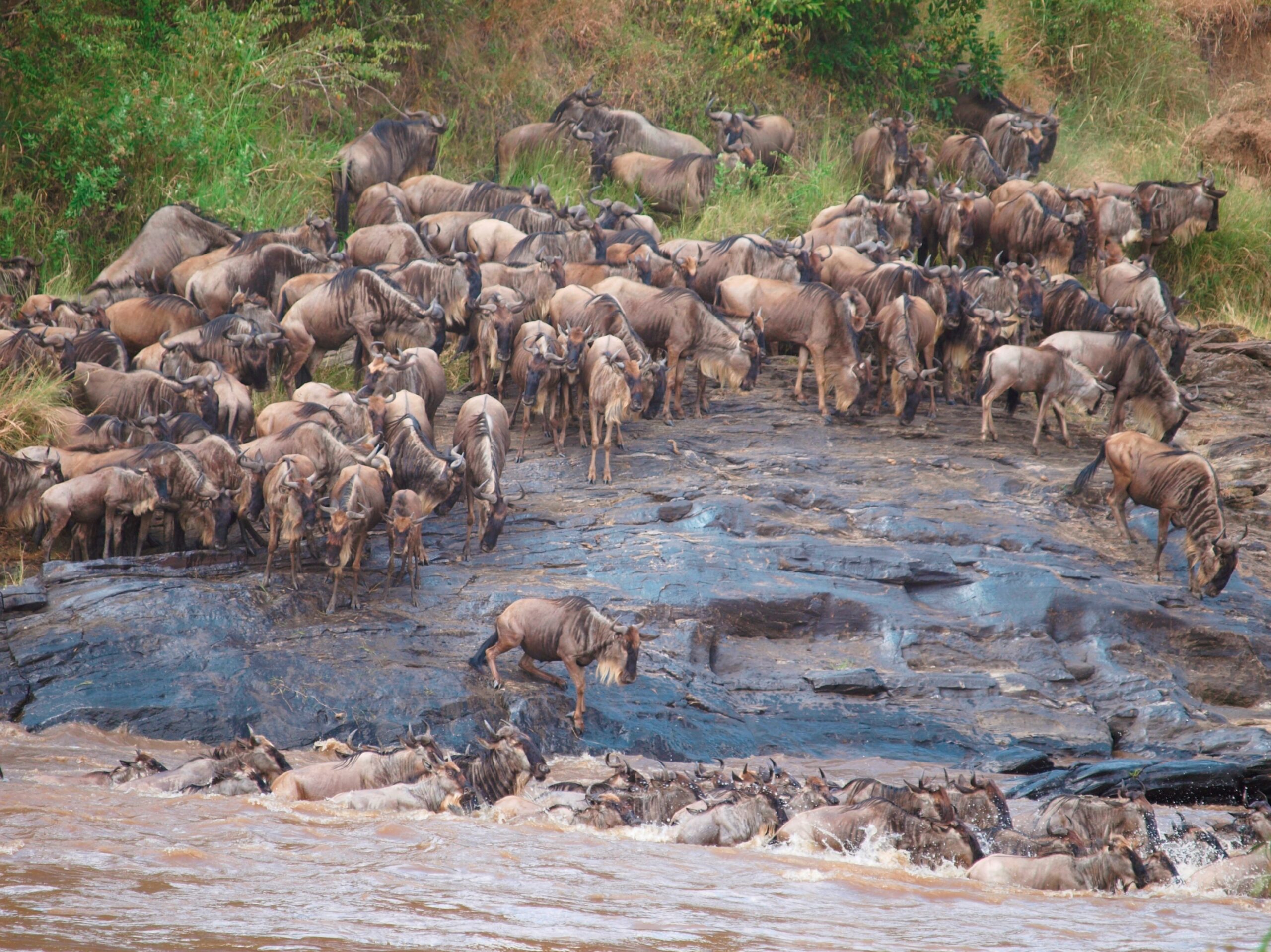 Wildebeest gather on a wet rock aside a rushing river, watching some crossing, evoking drama.