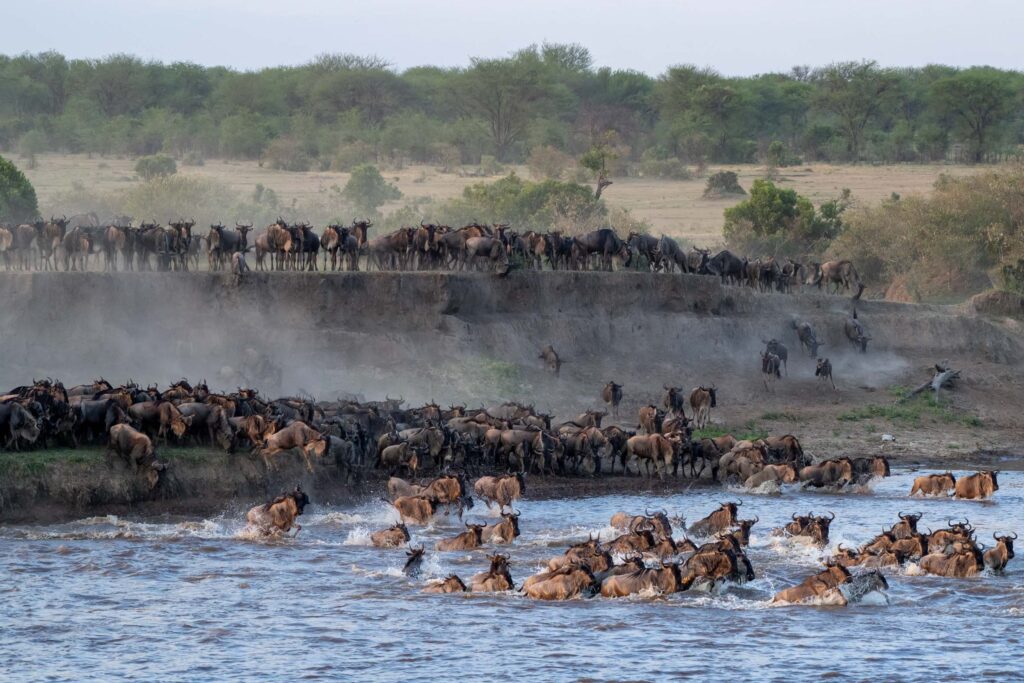 Dozens of wildebeest frantically cross a large river, as hundreds more look on from a dusty crest above.