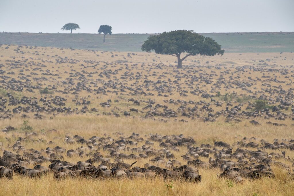 Thousands of wildebeest graze on golden plains, with a few acacia trees dotting the horizon.