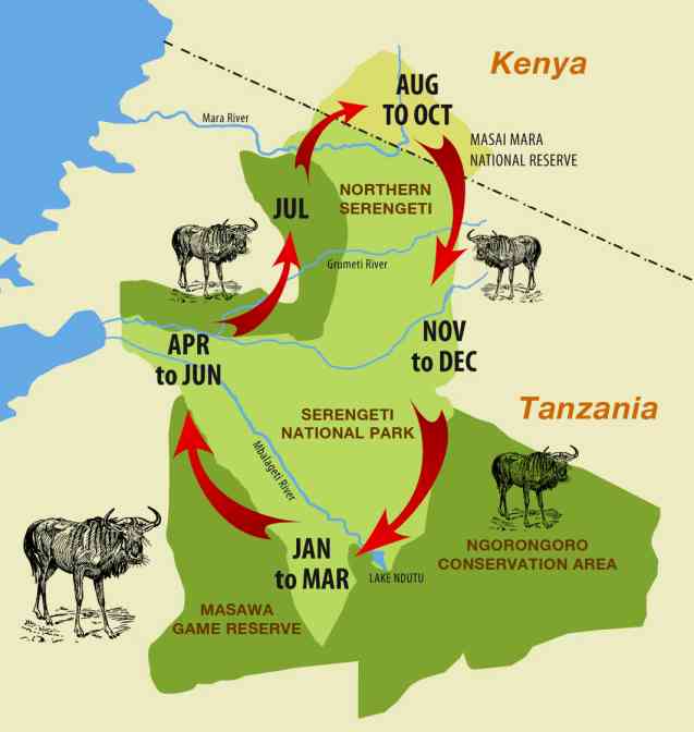 A graphic map of the Serengeti-Maasai Mara ecosystem noting the approximate location of the Great Migration throughout the year.