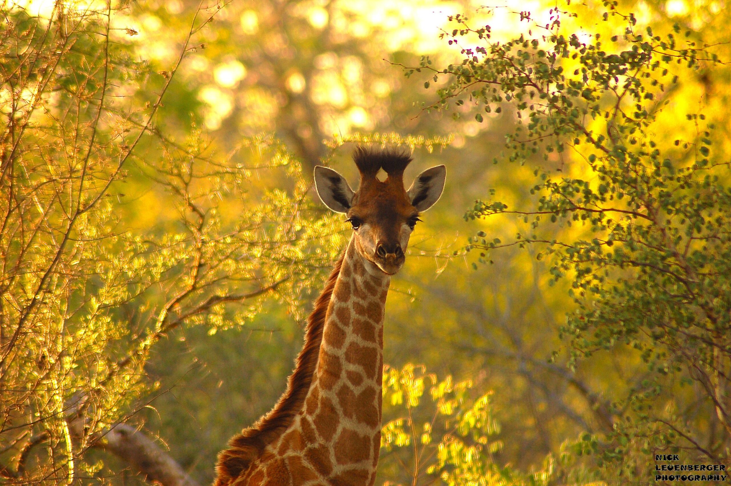 A baby giraffe framed by soft sunlight and green and gold foliage.