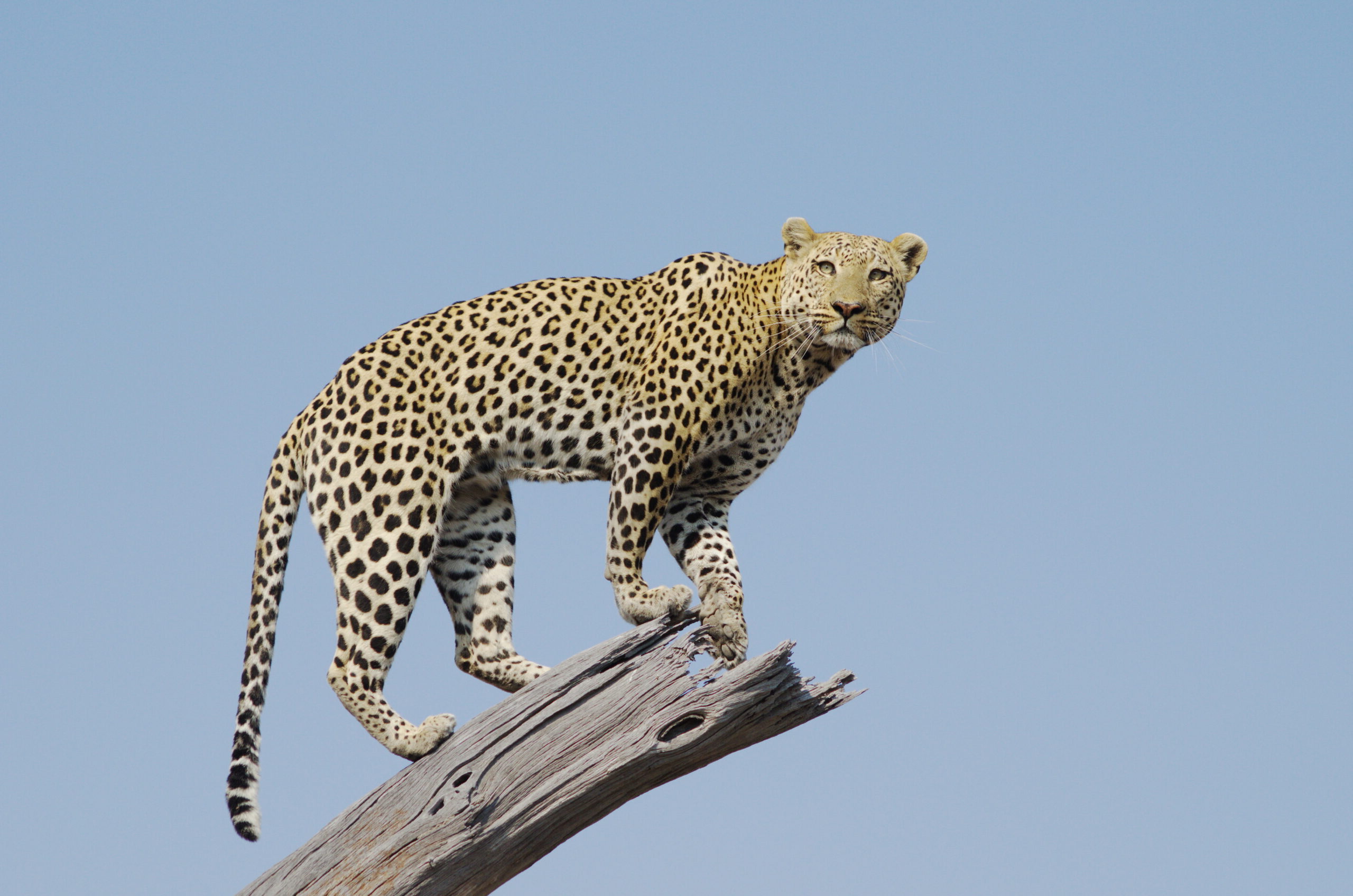 A leopard stands on a broken tree limb gazing confidently toward the horizon in front a clear blue sky.