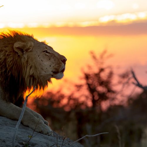 A male lion perches on a rock: head extended forward, eyes closed, and ears back, silhouetted against a dramatic sunset.