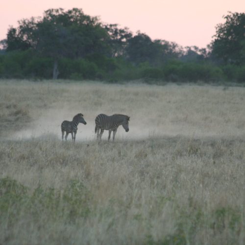 A sunset scene of a zebra mare and foal, with dust rising from a dry field, and trees in the distance.