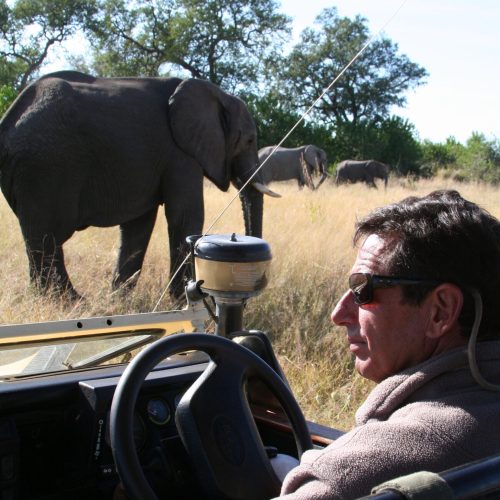 A safari guide with dark hair an sunglasses, behind the wheel of an open safari vehicle, looking at a herd of elephants grazing nearby.