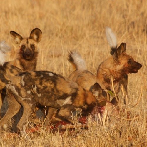 Two African wild dogs (painted wolves) tug at a carcass as two others stand nearby, in a golden field.