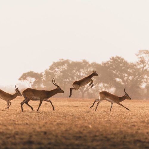 Herd of antelopes running across a golden savannah at sunrise, with one gracefully leaping in the air against a backdrop of blurred trees.
