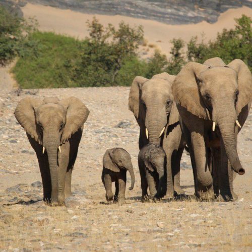 Family Safaris