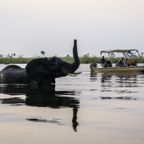 Elephant wades in calm river, trunk raised, near a boat with tourists, with a distant grassy bank under hazy sky.