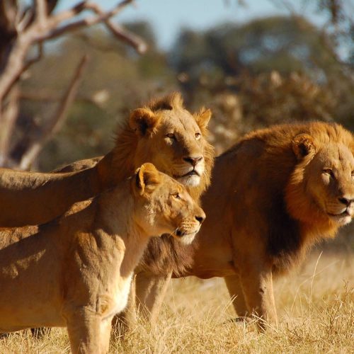 Three adult lions stand and gaze confidently toward the horizon, framed by golden savanna and trees, creating an impression of calm power.