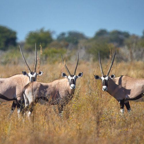 Three gemsbok (oryx) with heads turned towards the camera, stand in a dry grassland, with forest in the distance.