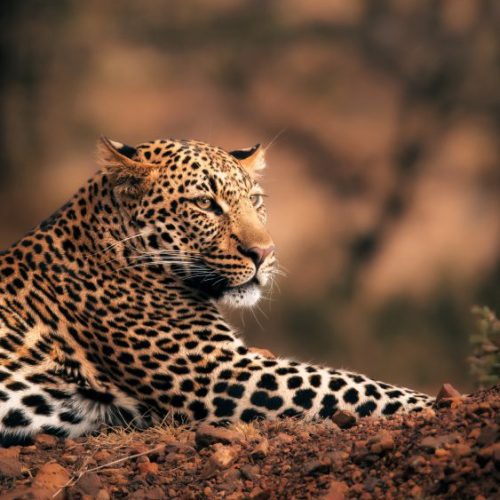 A spotted African leopard (Panthera pardus) laying relaxed but alert on a red, stony knoll in Loisaba, Kenya.
