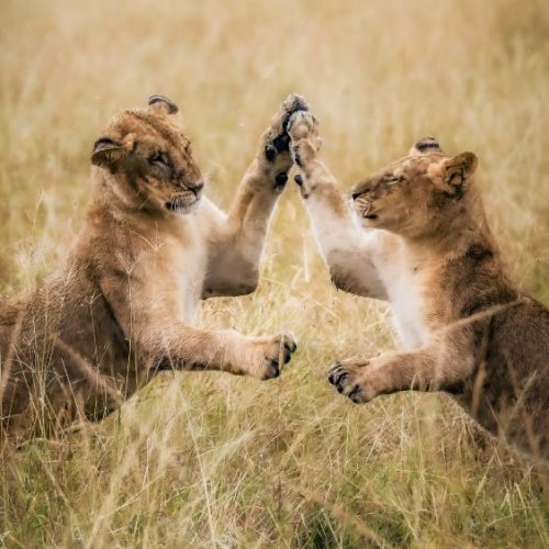 Close-up of two adolescent lions (Panthera leo) sparring in a golden field in the Loisaba conservancy, Kenya, their front paws meeting in a “high-five”.