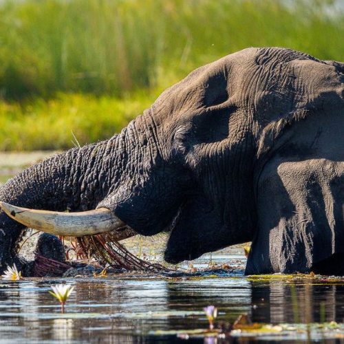 An African elephant stands in shoulder-deep water, scooping reeds and water into its mouth with its trunk.