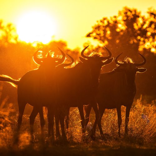 Three blue wildebeest (gnus) stand together, silouetted on a grassy plain with trees in the distance, at sunset.