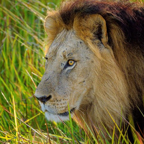 Close up portrait of a large male lion in green grass, staring intently at something out of frame.