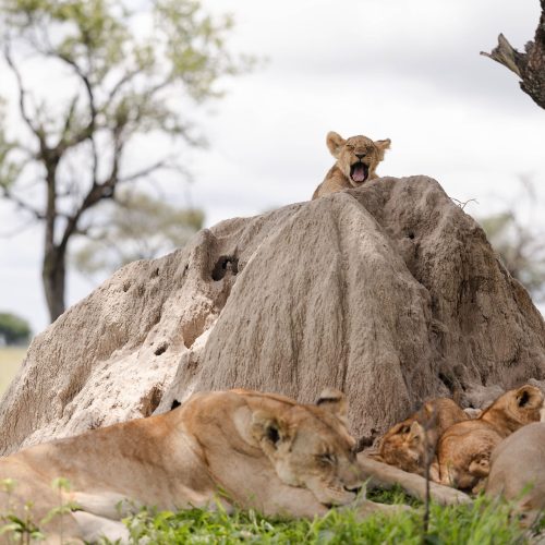 A price of lions, including an adult female and several kits, nap and yawn on and around a termite mound.