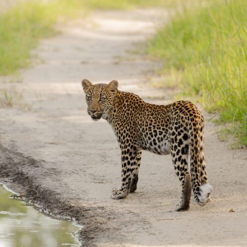 A young adult leopard stands on a sandy path surrounded by green grass, looking over its shoulder toward the camera.