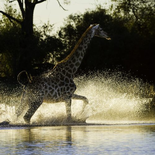 A towering giraffe canters through knee-deep water, framed by spray, creating a scene of beauty and drama.