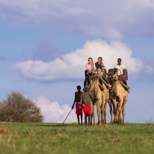 Kenyan safari guides lead camels ridden by tourists across an open plain under a partly cloudy sky in Loisaba, Kenya.