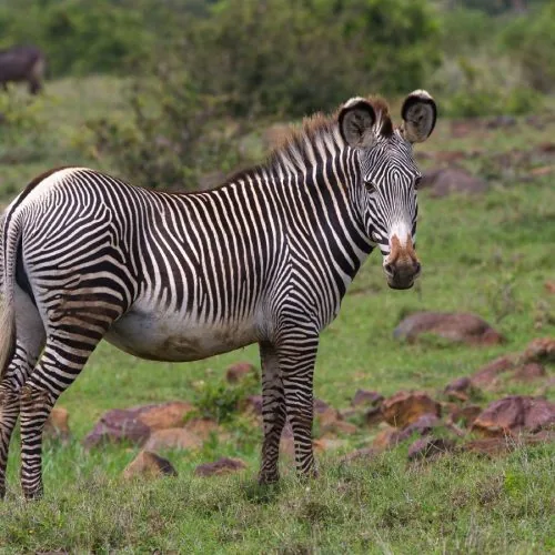A Grevy’s zebra (Equus grevyi) staring intently at the photographer on a rocky savanna with scrubby bushes in the background.