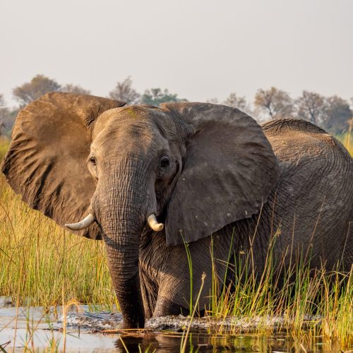 An African elephant looks at he camera, ears fanned out, while wading through a channel in a tall grass plain.