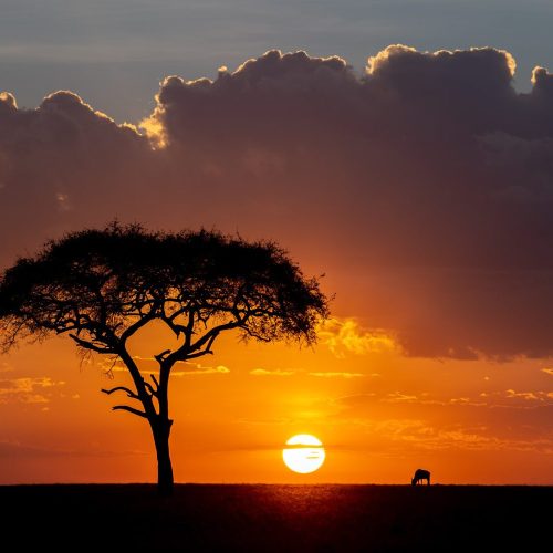Silouette of a grazing wildebeest (Connochaetes taurinus) and acacia tree at sunset, Masai Mara, Kenya.