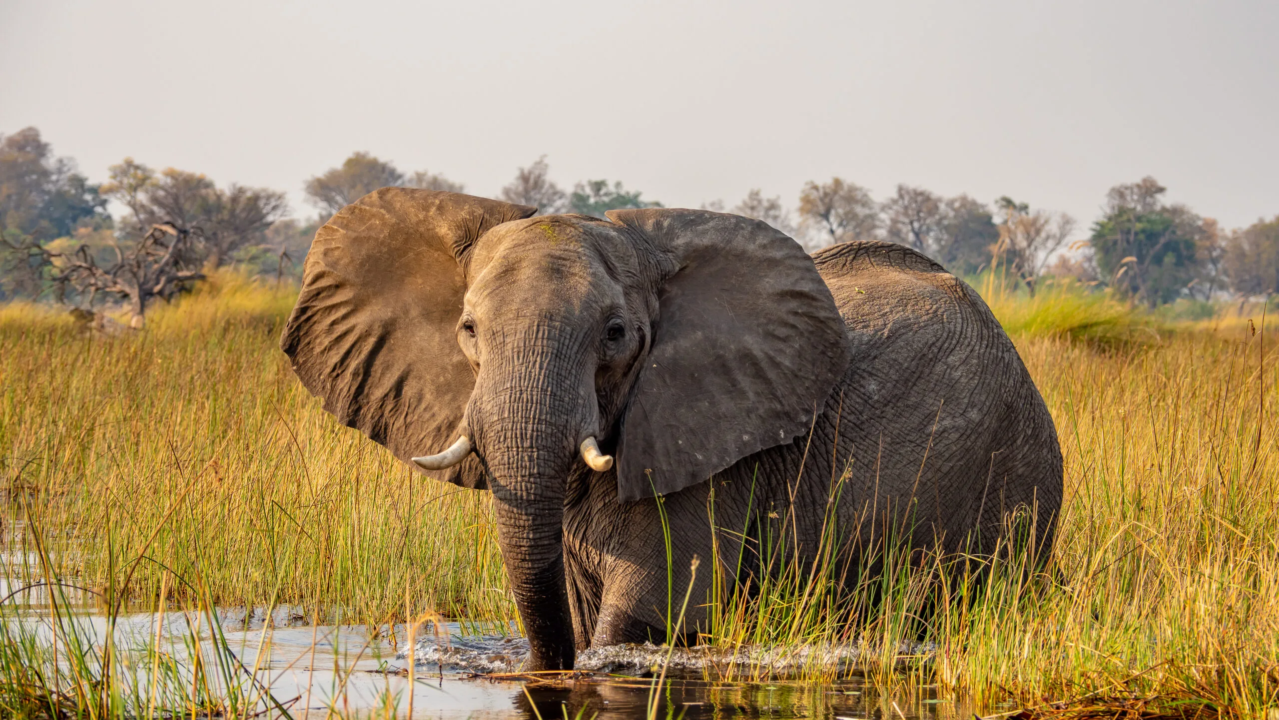 An African elephant looks at he camera, ears fanned out, while wading through a channel in a tall grass plain.